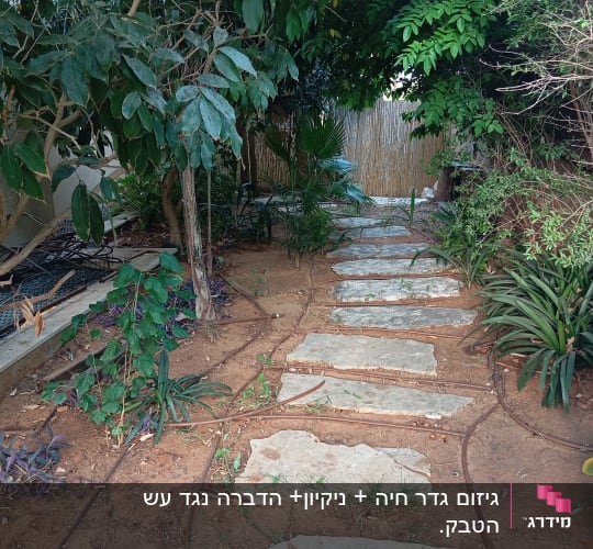 שביל אבנים בגינה עם צינורות השקיה ועצים